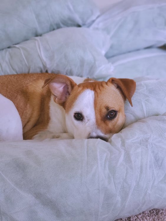 Should You Be Worried if Your Puppy Is Breathing Fast While Sleeping